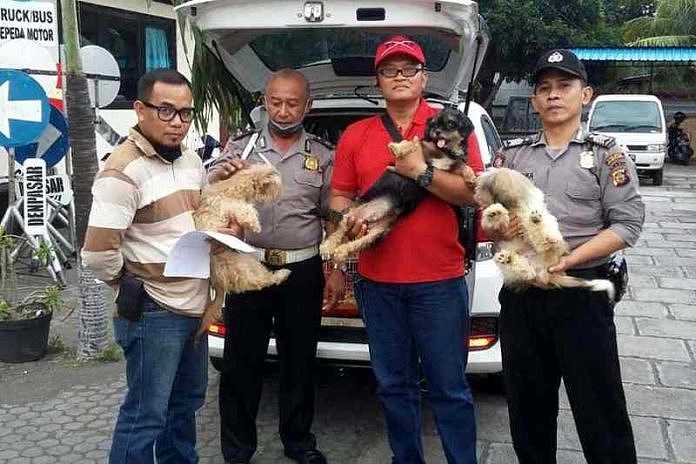 38+ Anjing naik motor bali info