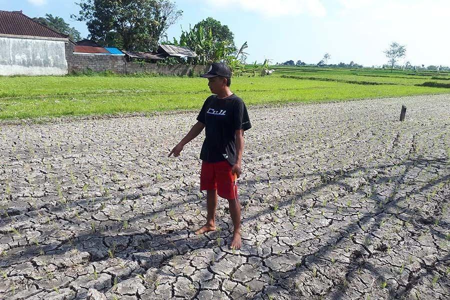 Seratus Hektare Sawah Alami Kekeringan Di Subak Segeh | BALIPOST.com