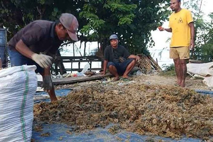 Ditengah Pandemi, Nusa Penida Masih Bertahan dengan Rumput Laut