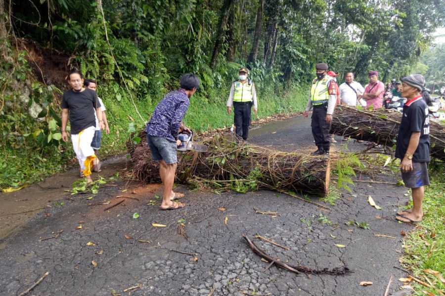 Tanah Longsor Dan Pohon Tumbang Di Ubud Dan Tampaksiring Balipost