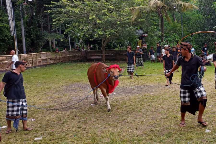 Desa Adat Gegelang Lestarikan Tradisi Jaga Jaga Balipost