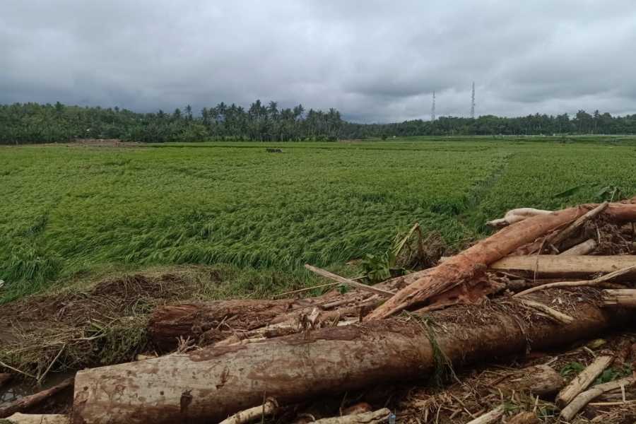 Terdampak Banjir Bandang Puluhan Hektare Sawah Gagal Panen Balipost