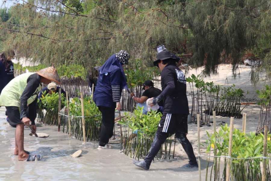 Bri Tanam Ratusan Bibit Mangrove Di Pulau Tidung Balipost