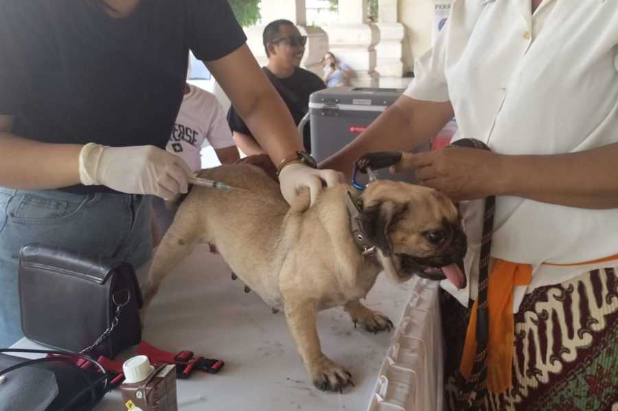 Kasus Rabies Di Denpasar Kembali Ditemukan BALIPOST