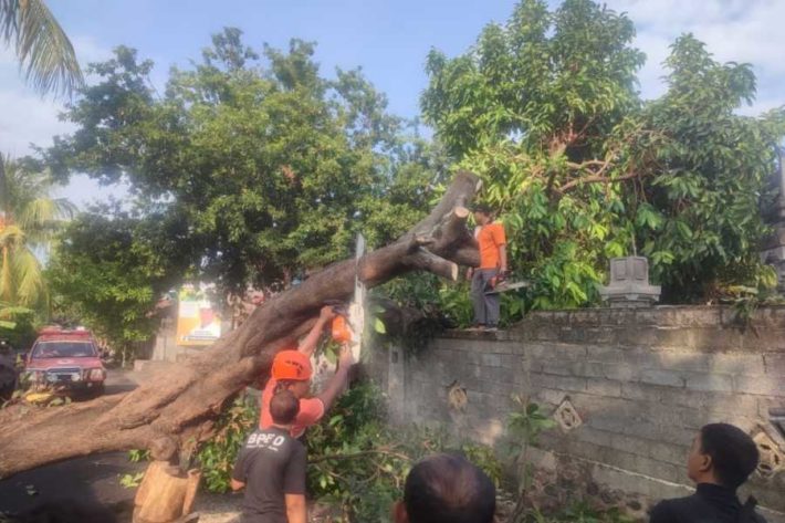 Hujan Angin Pohon Timpa Pelinggih Dan Warung Di Kaliuntu Balipost