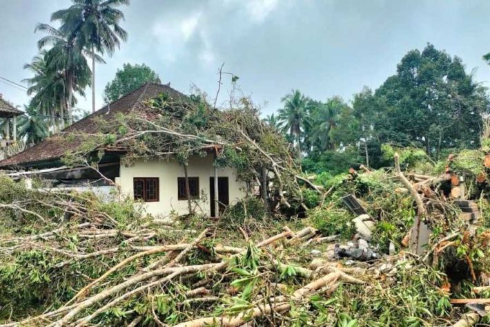 Pohon Tumbang Di Peninjoan Timpa Rumah Dan Tutup Jalan Balipost