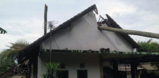 Diguncang Gempa, Pohon Kelapa Tumbang