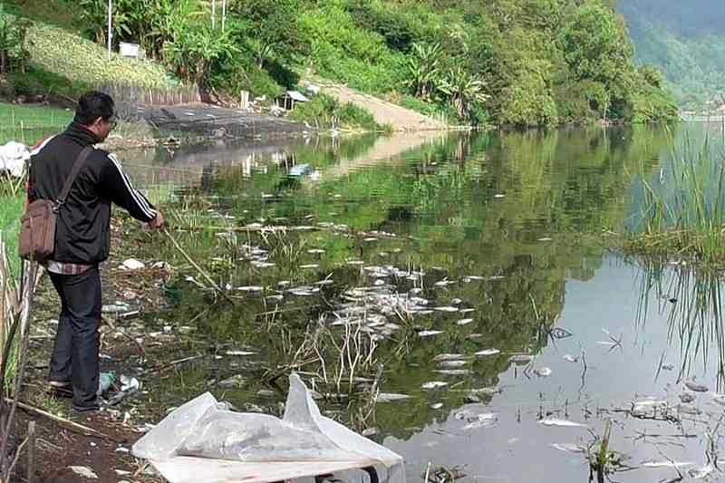 Tebar Bau Busuk, Bangkai Ikan di Danau Batur Akan Diangkat | BALIPOST.com