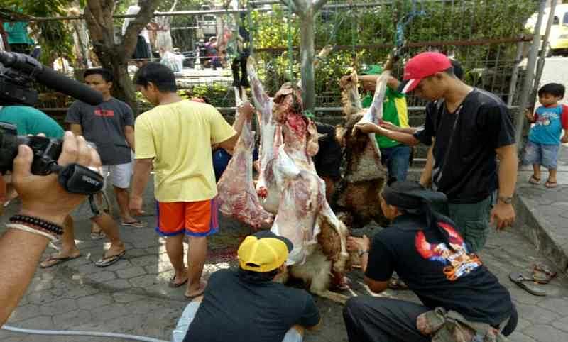 Idul Adha, LDII Bali Potong 101 Sapi dan 299 Kambing | BALIPOST.com