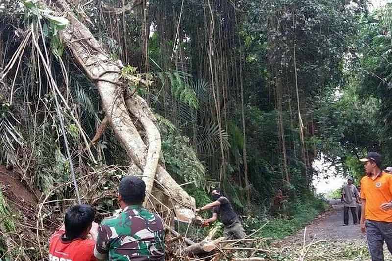 Awal Tahun Bpbd Gianyar Tangani Pohon Tumbang Setinggi Meter Balipost Com