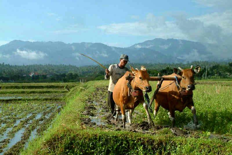 Masa Jeda, Saatnya Harmonisasikan Pertanian Dan Pariwisata | BALIPOST.com