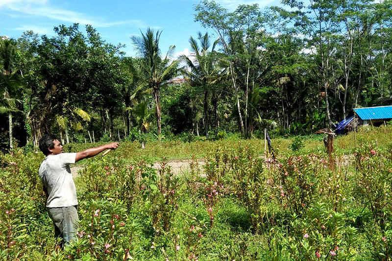 Monyet Jarah Hasil  Pertanian  Petani Datangi DPRD 