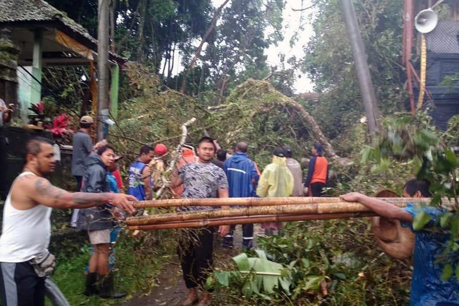 Hujan Sehari, Pohon Tumbang Di Sejumlah Titik | BALIPOST.com