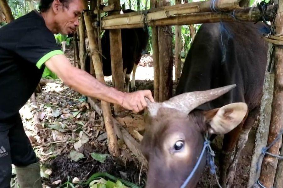 Sapi Bertanduk Tiga, Hendak Dijual Tak Ada yang Berani Beli | BALIPOST.com