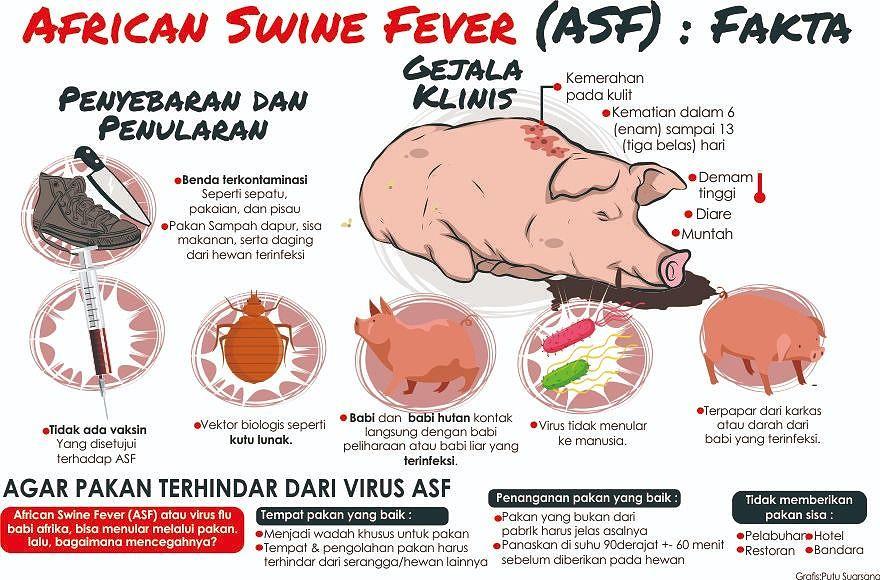 Cara Hindari Pakan dari Virus ASF