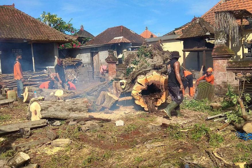 Pohon Asem Timpa Dua Bangunan Pura Di Ketewel | BALIPOST.com