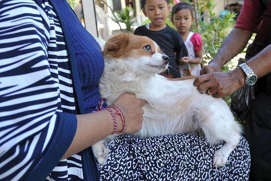 Sasar Anjing Liar, Ini Jumlah Vaksin Antirabies Disiapkan Denpasar