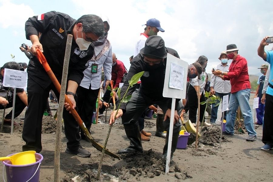 PEN-PKPM, KLHK Tanam Ratusan Ribu Bibit Mangrove Di Bali | BALIPOST.com