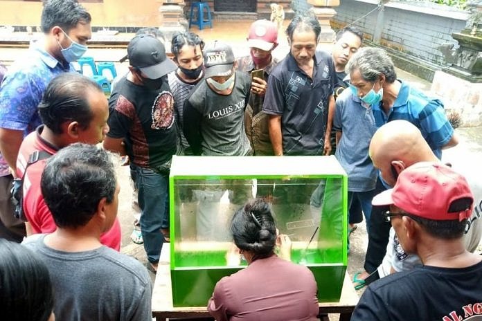 Dukung Visi Nangun Sat Kerthi Loka Bali, BPTPH Bali Tangani OPT dengan Agens Hayati 2