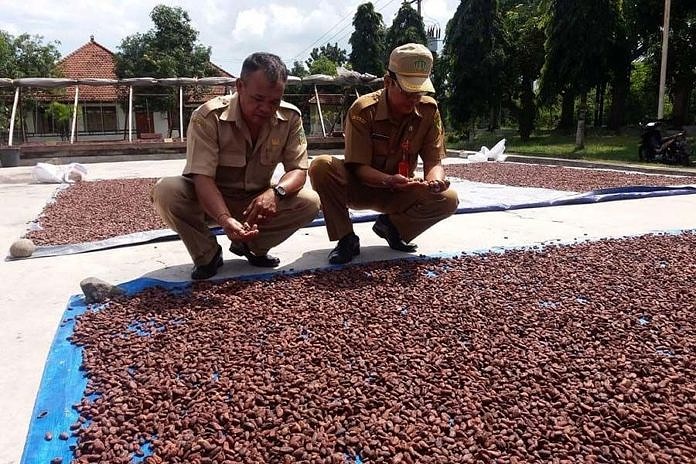 Hindari Praktek Monopoli, Ranperda Perlindungan Kakao Diperlukan 2
