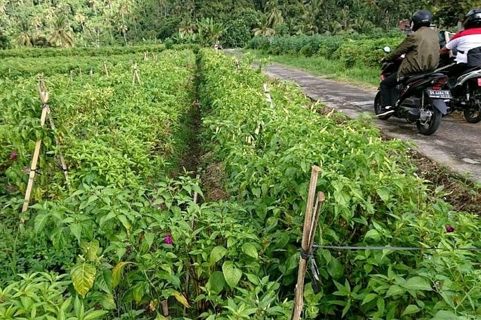 Disebabkan Ini, Produksi Cabai di Gianyar Turun 2