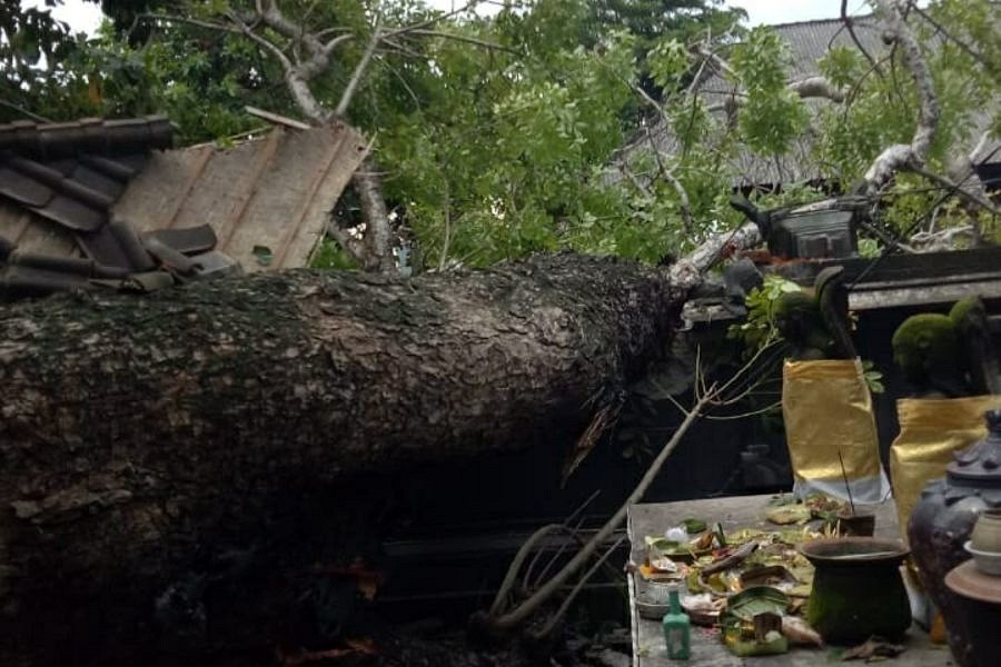 Dilanda Angin Kencang Belasan Pohon Tumbang Dan Sejumlah Bangunan Di