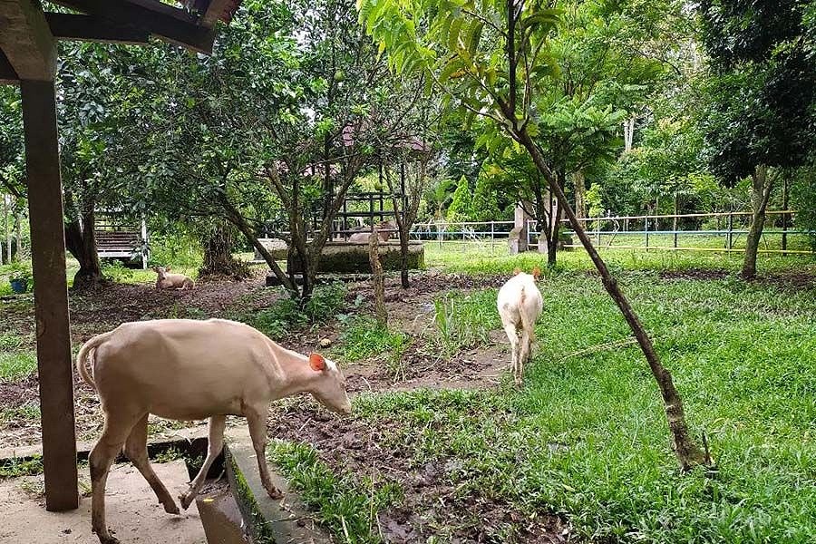 Sapi putih Arsip | BALIPOST.com