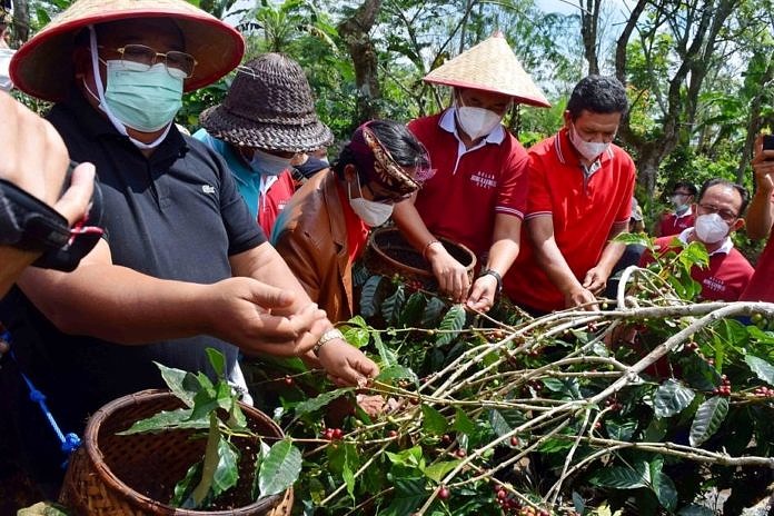 Petani Kopi di Buleleng Panen Raya, Buyer Banyak Tunda Pembelian Kering 2