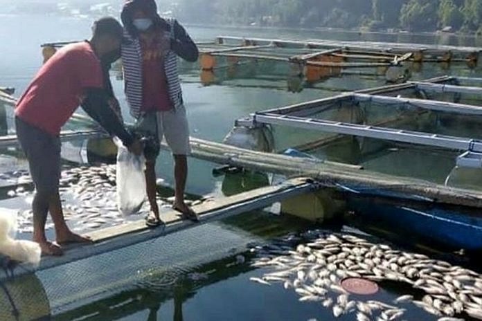 Delapan Hari Dilanda Semburan Belerang, Puluhan Ton Ikan di Danau Batur Mati 2