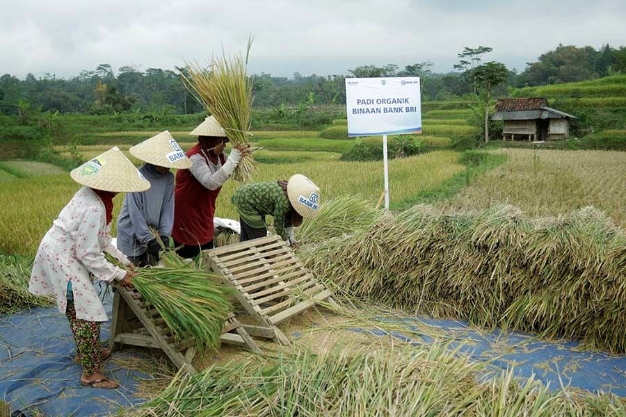 Perkuat Ketahanan Pangan Nasional, BRI Dukung Pengembangan Ekosistem ...