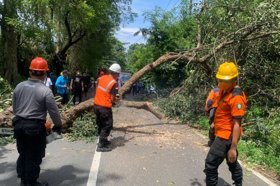 Angin Kencang Karangasem Dikepung Bencana Pohon Tumbang