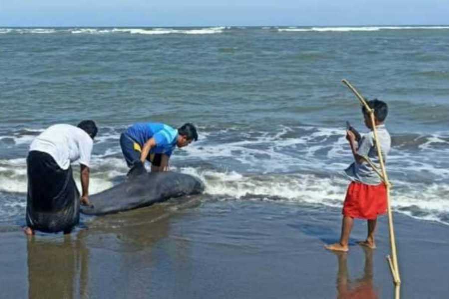 Terdampar Di Pantai Pengambengan, Paus Kepala Melon Alami Luka Di Badan ...