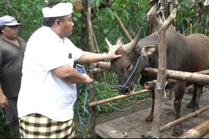 Kurangi Ketergantungan Impor, Upaya Penggemukan Sapi Bali Dilakukan di 4 Kabupaten 2