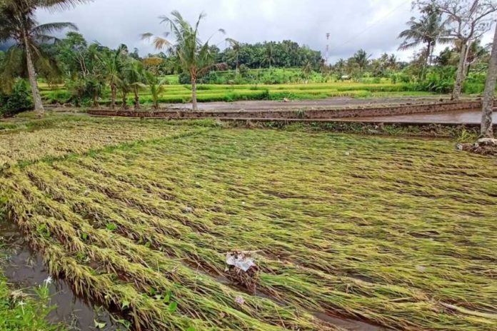 Sejumlah Bendungan Jebol Diterjang Banjir Bandang, Puluhan hektare Sawah Rusak 2