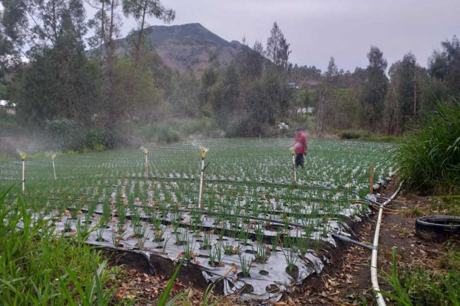 Banyak Petani Di Songan Tak Siram Tanaman Manual | BALIPOST.com