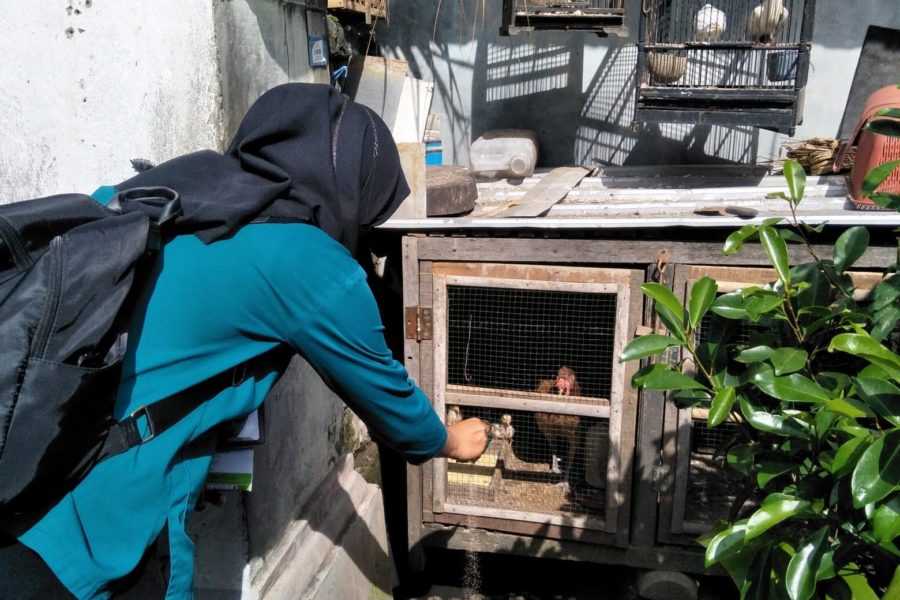 Breaking the Spread of DHF, Denpasar City Government Incessantly Exterminates Larvae