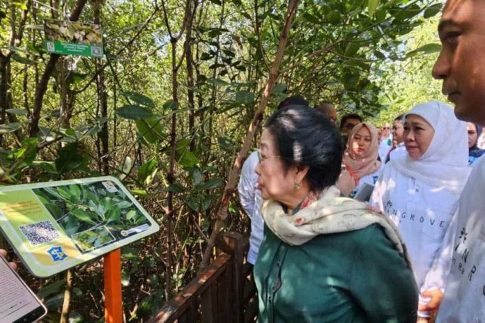 Megawati Resmikan Kebun Raya Mangrove di Surabaya 2