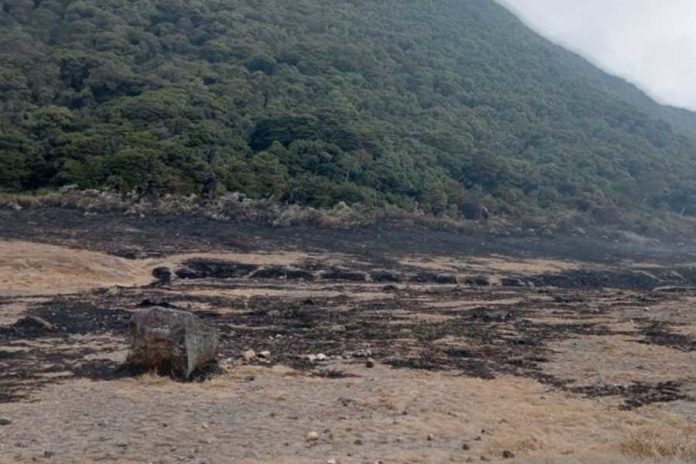 Ribuan Meter Persegi Lahan Bunga Edelweis di Gunung Gede Pangrango Terbakar 2