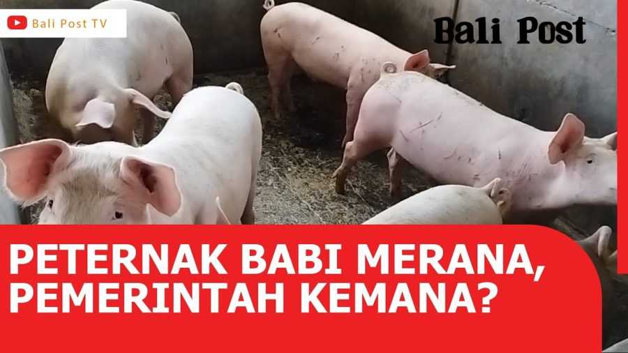 Petani Babi Merana, Pemerintah Kemana? 2