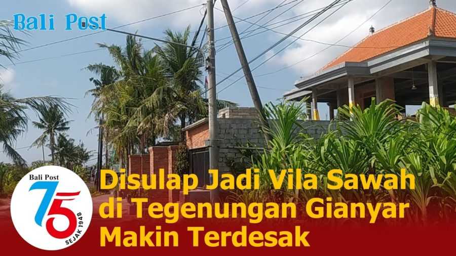 Pembangunan Vila Marak, Sawah di Kemenuh Makin Terdesak 2