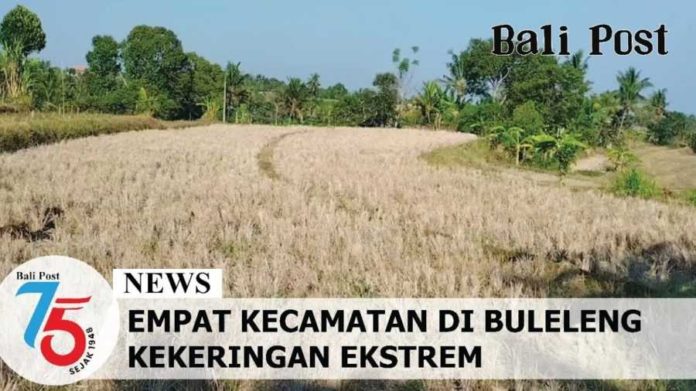 Kekeringan Landa Buleleng, Petani Beralih Tanam Bunga 2