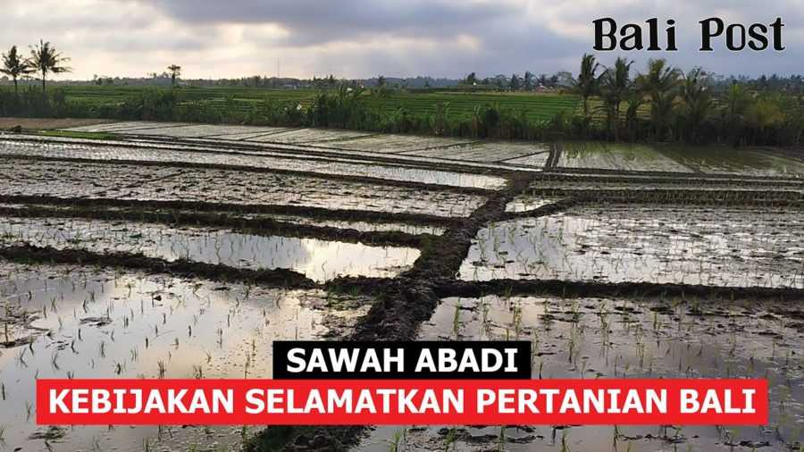 Sawah Abadi, Kebijakan Selamatkan Pertanian Bali 2