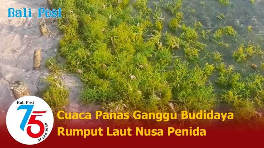 Petani Rumput Laut Keluhkan Panasnya Cuaca 2