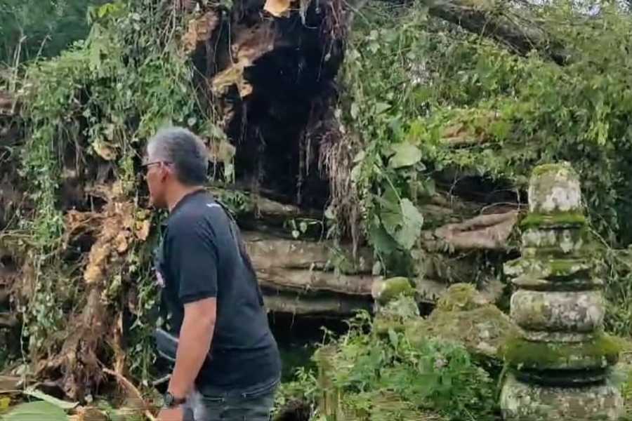 Diterjang Angin Kencang Sejumlah Pohon Di Bangli Bertumbangan