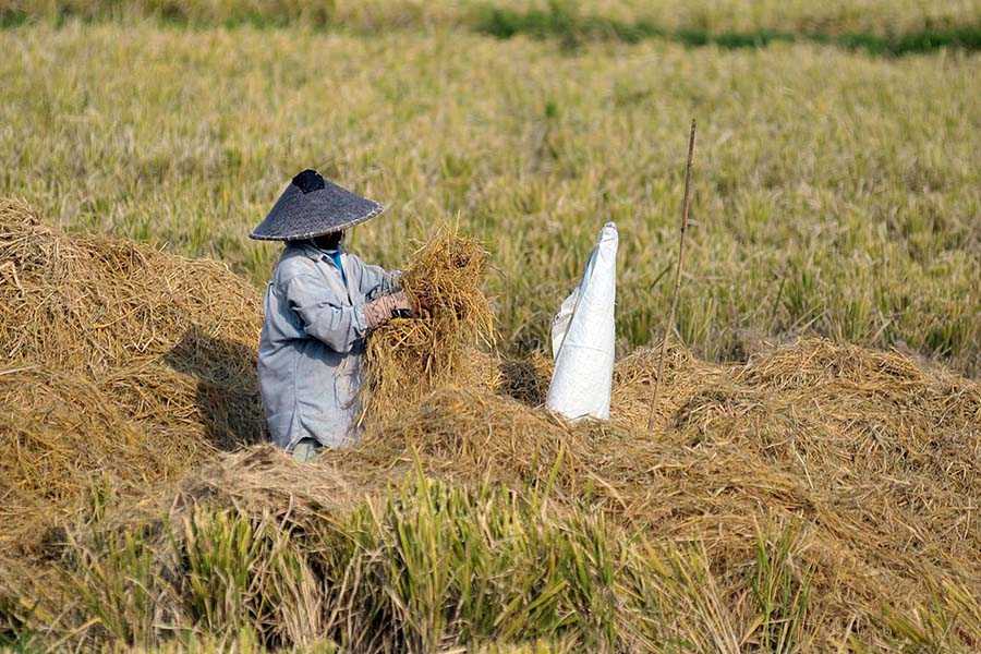 Denpasar Punya Pertanian Abadi, Empat Tahun Menyusut 278 Hektare