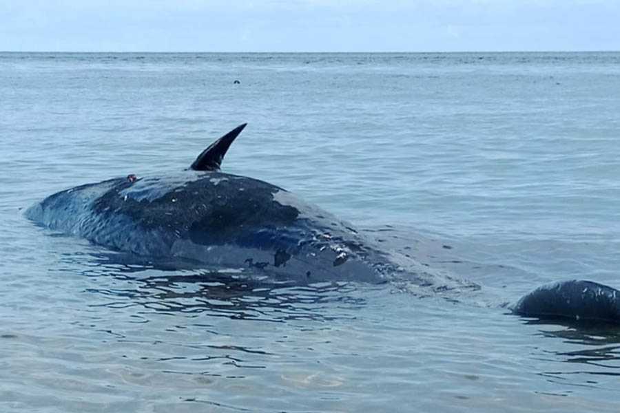 Bangkai Paus Mengambang di Perairan Bunutan