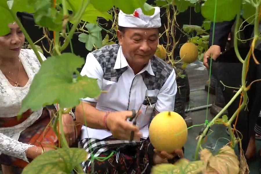 Bupati Gede Dana Kunjungi Agro Wisata Melon, Apresiasi Buah Lokal Berkualitas