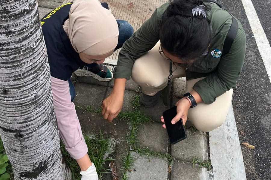 Kawanan Burung Pipit Mati di Bandara Ngurah Rai, BKSDA Bali Lakukan Pemeriksaan