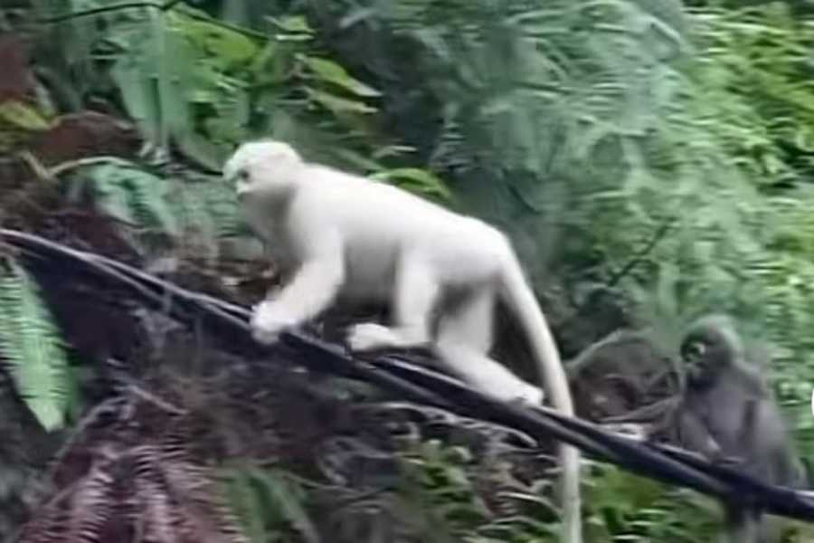 Tangkil ke Pura Pasar Agung Besakih Giri Tohlangkir, Pemedek Rekam Keberadaan Kera Putih