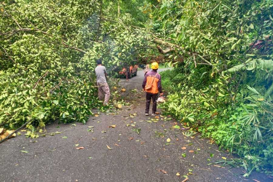 Angin Kencang, Pohon Timpa Kabel PLN dan Tutup Badan Jalan di Marga